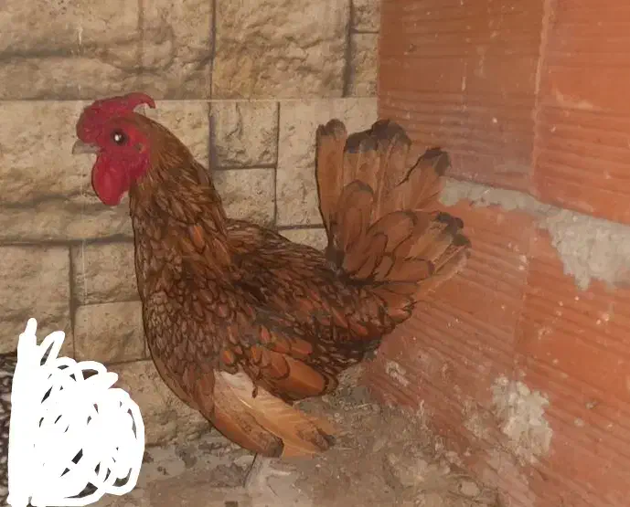 خروس سیبرایت پاکوتاه|حیوانات مزرعه|بندر گز, |دیوار