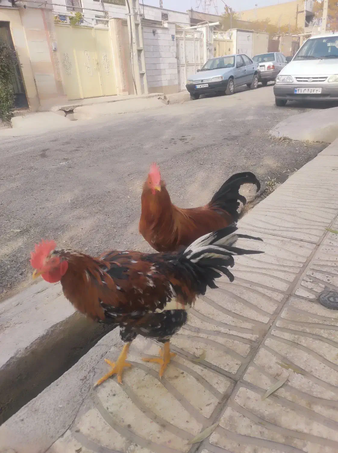 خروس گلین|حیوانات مزرعه|نظرآباد, نظرآباد|دیوار