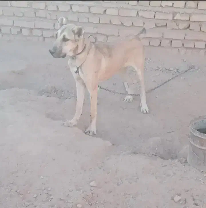 سگ ماده|سگ|قوچان, |دیوار