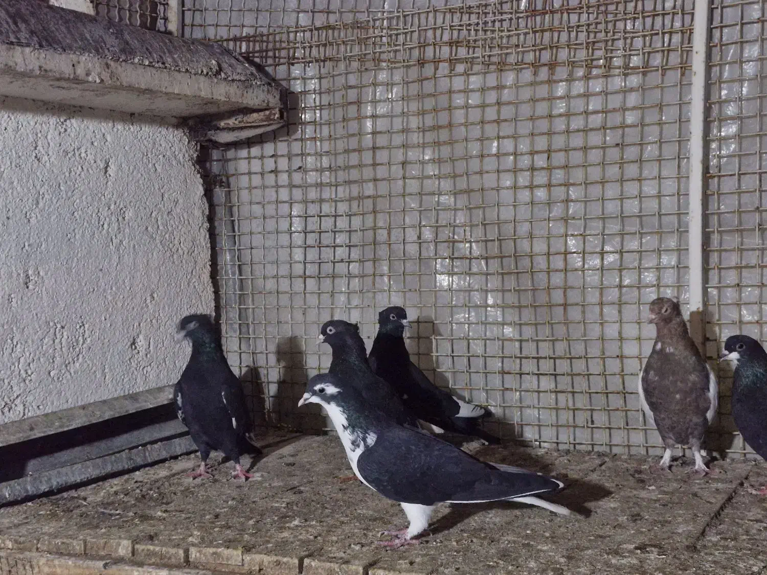 کفتر|پرنده|شیراز, کوی زهرا|دیوار