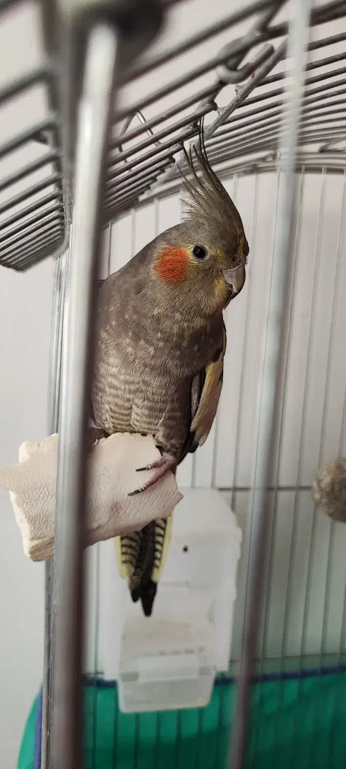 پرنده عروس هلندی ماده آماده جفتگیری (تخم گذار)|پرنده|لالجین, |دیوار