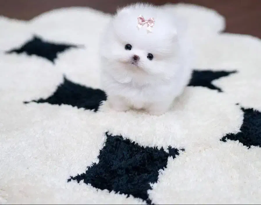 پامرانین مشتری واقعی پیام بده لطفا|سگ|تبریز, |دیوار