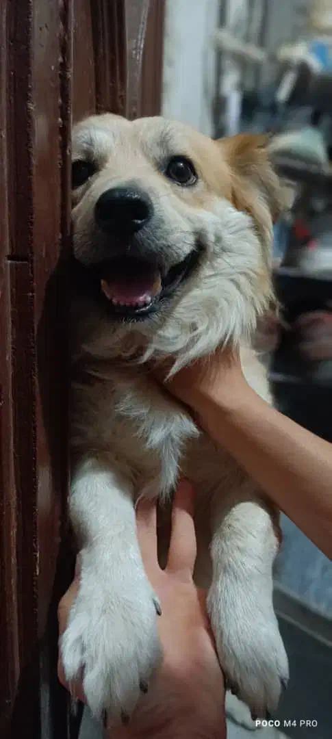 سگ اشپیدز پامر|سگ|صدرا-فارس, باغشهر گلبهار صدرا|دیوار