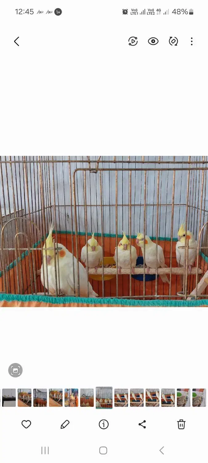 جفت عروس|پرنده|صحنه, |دیوار