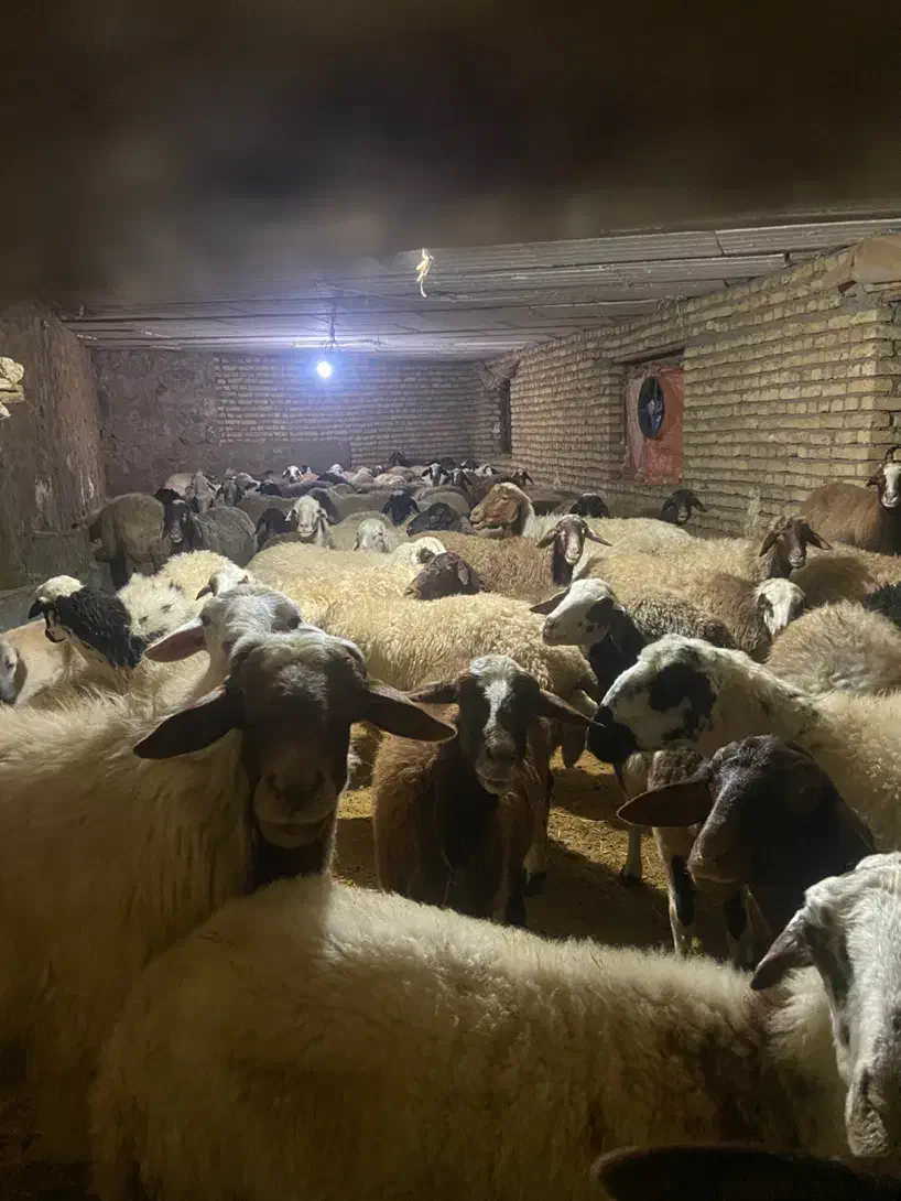 میش|حیوانات مزرعه|فشم, |دیوار