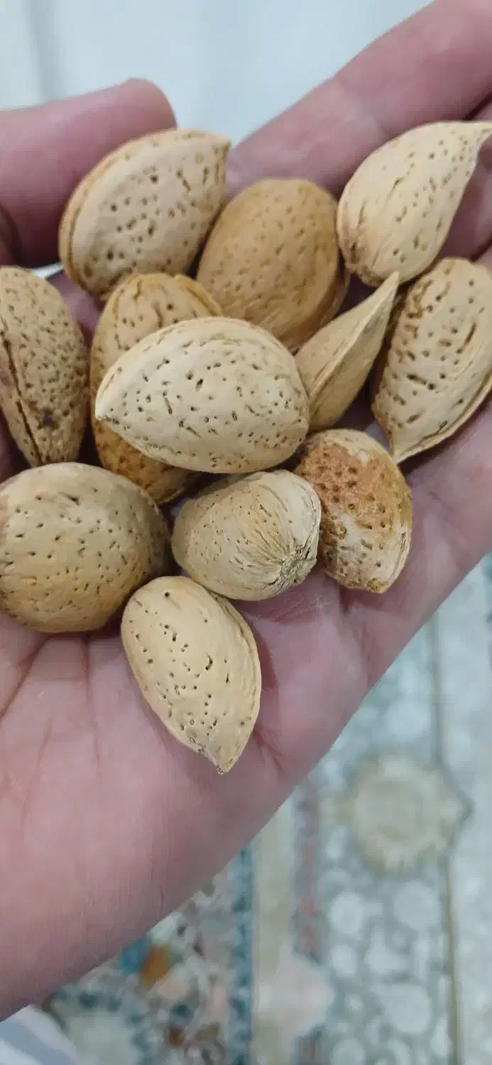 بادام گردو و آلوچه|خوردنی و آشامیدنی|مشهد, فتح المبین|دیوار