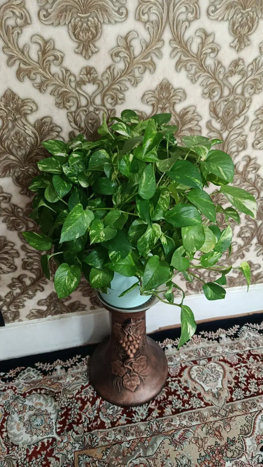 گل طبیعی|گل و گیاه طبیعی|بروجرد, |دیوار