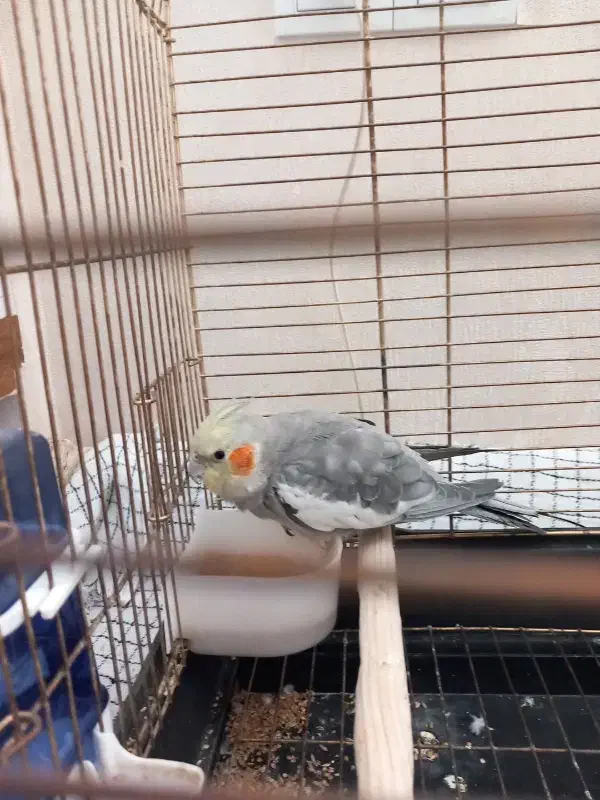 عروس هلندی کاملا دستی سخنگو|پرنده|ابهر, |دیوار