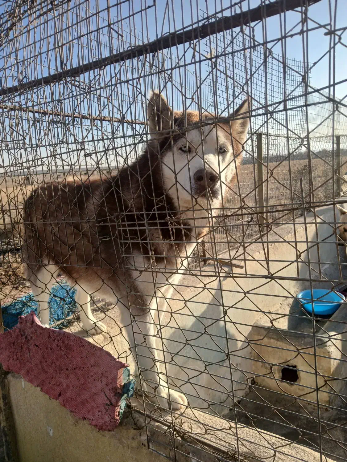 پانسیون سگ|سگ|زرندیه, |دیوار