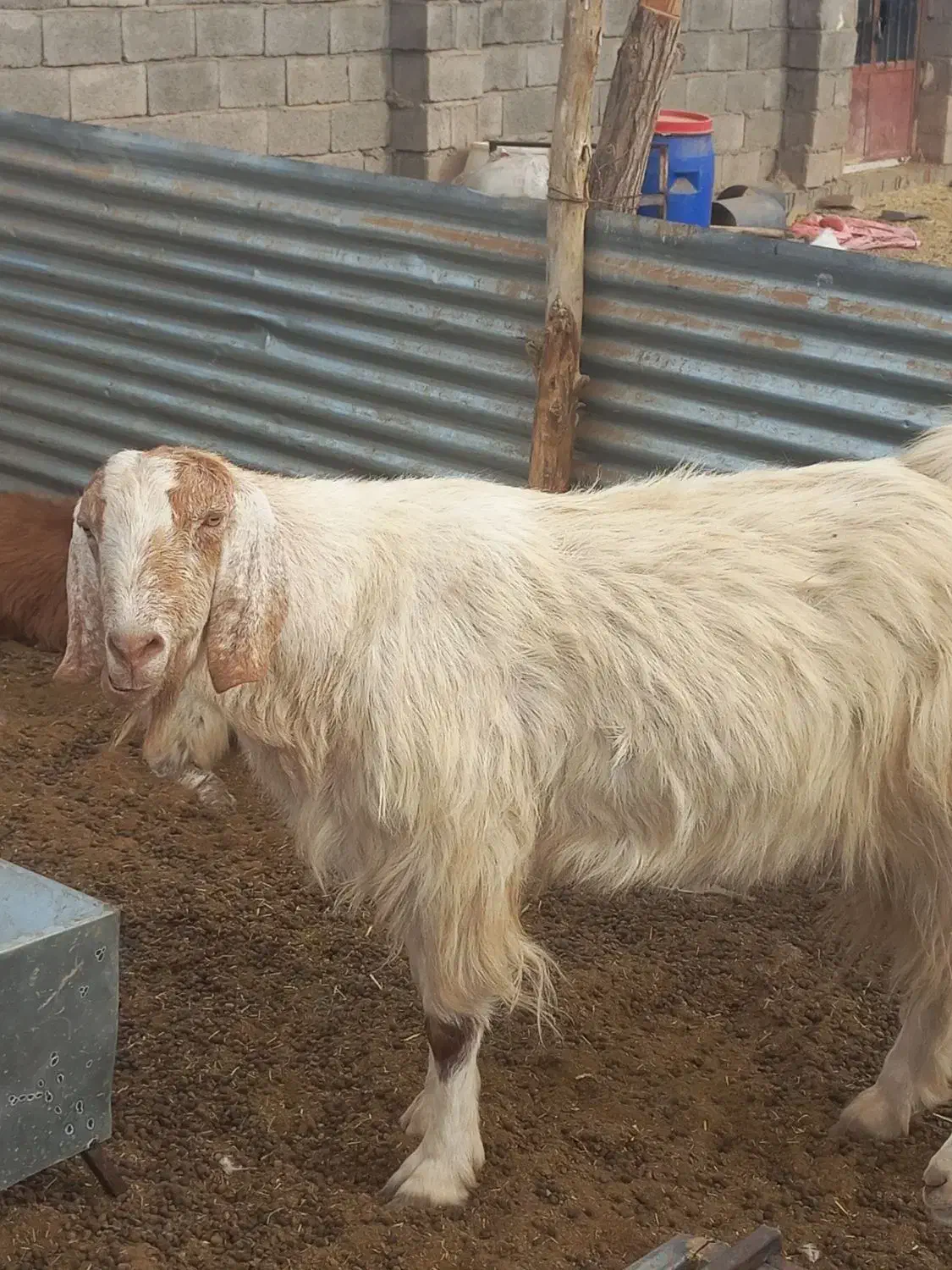 باسلام دوعدد نری چاق|حیوانات مزرعه|کرمان, |دیوار