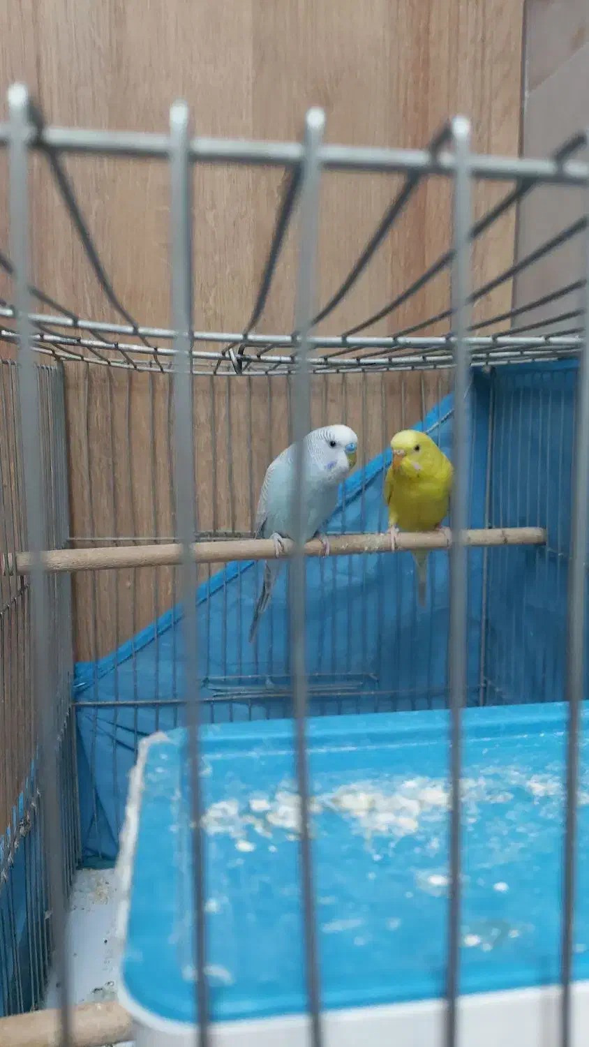 مرغ عشق|پرنده|فولادشهر, فولادشهر|دیوار