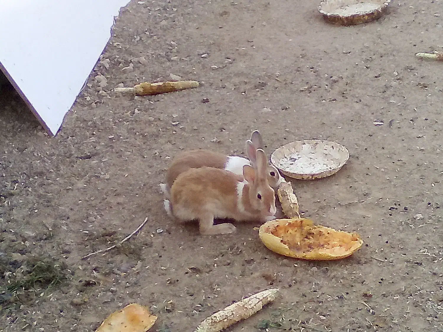 خرگوش دستی|موش و خرگوش|شاهینشهر, گرگاب|دیوار