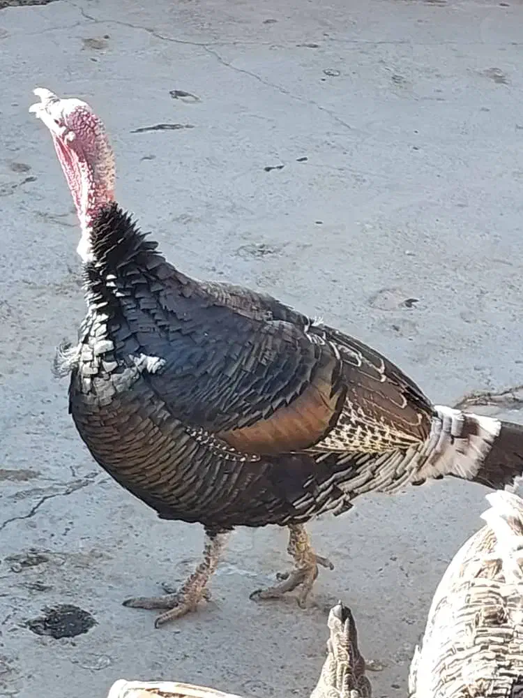 بوقلمون|حیوانات مزرعه|ازنا, |دیوار