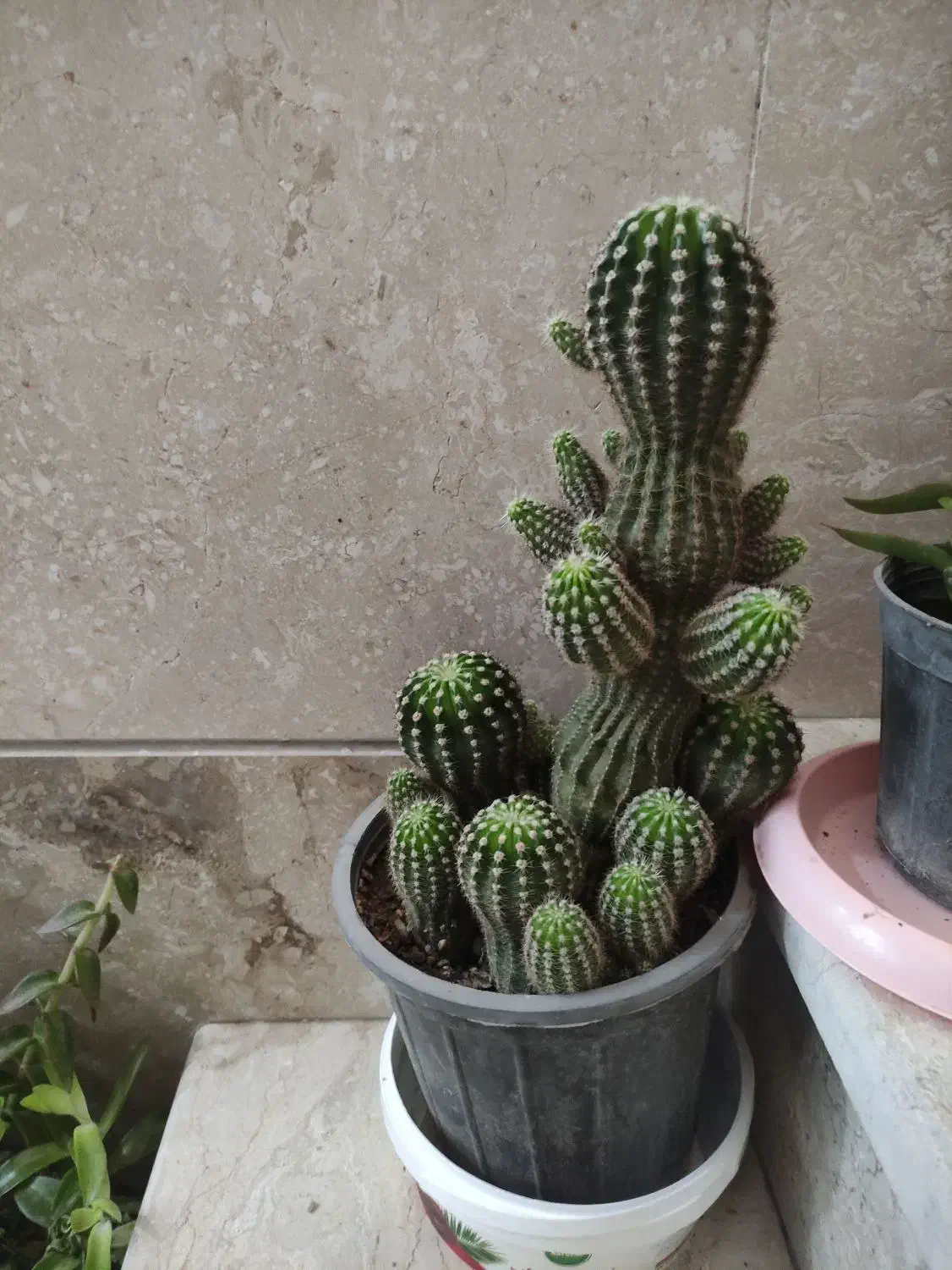 گل کاکتوس|گل و گیاه طبیعی|کرج, شهرک ولیعصر|دیوار