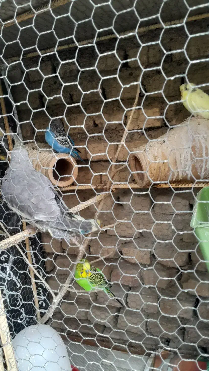 سرگرمی حیوانات  پرنده|پرنده|گرگان, |دیوار