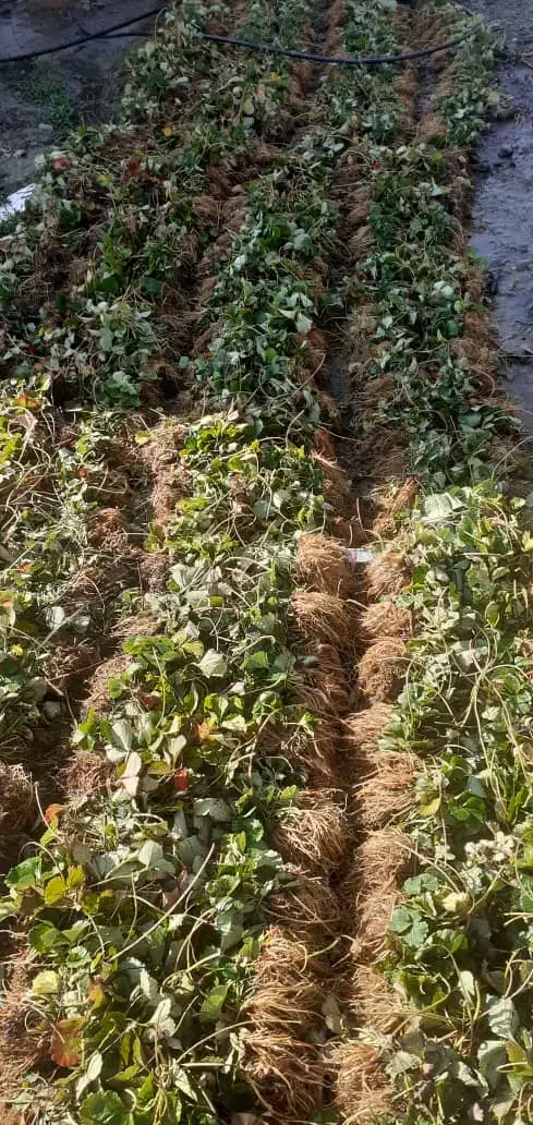 بوته توت فرنگی|گل و گیاه طبیعی|موچش, |دیوار