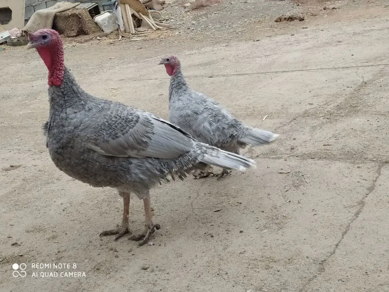 فروش بوقلمون|حیوانات مزرعه|جعفرآباد, |دیوار