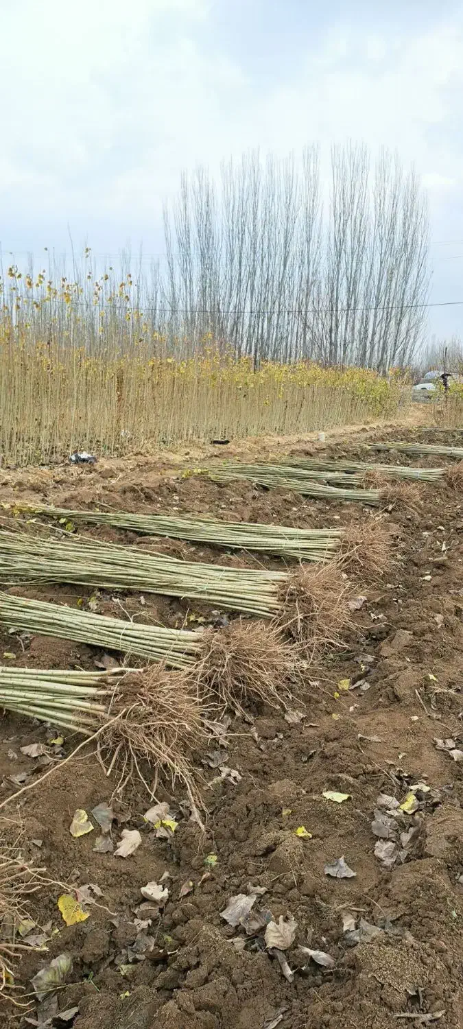 فروش نهال|حراج|اردبیل, |دیوار