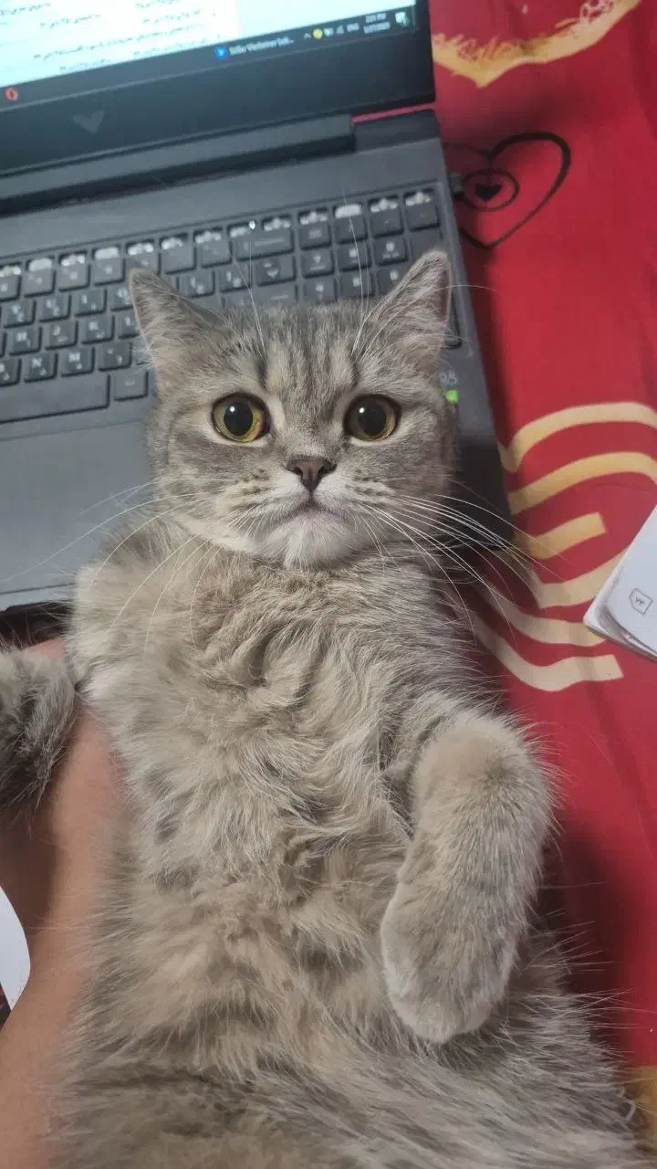 گربه بیریتیش  کمیاب ماده یک ساله|گربه|کرمان, |دیوار