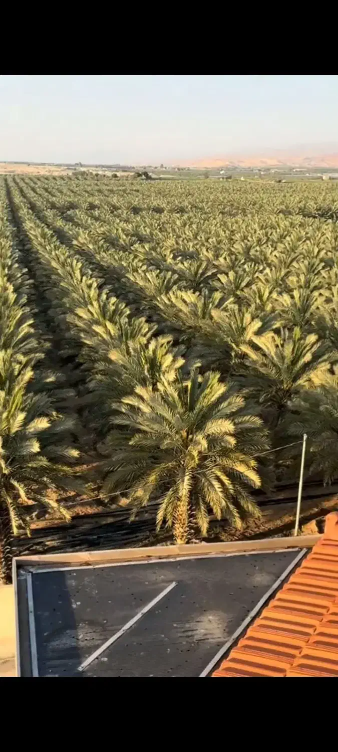 نخل درصدی(نخل فلاحه)|خدمات باغبانی و درختکاری|شادگان, |دیوار