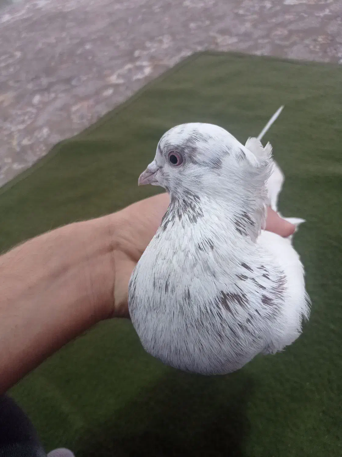 دوعدد کبوتر|پرنده|پیرانشهر, |دیوار