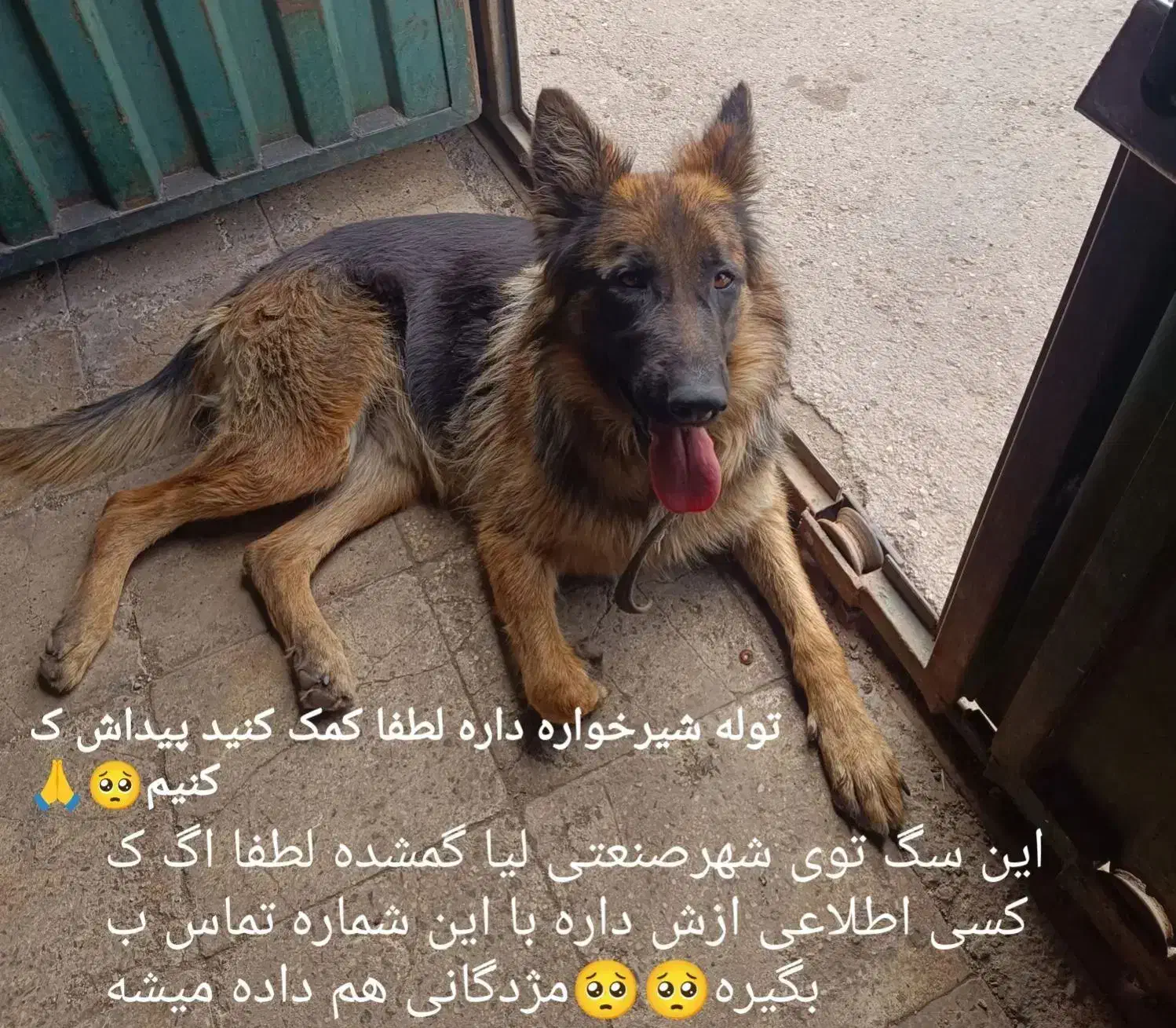 گمشده|حیوانات|قزوین, |دیوار