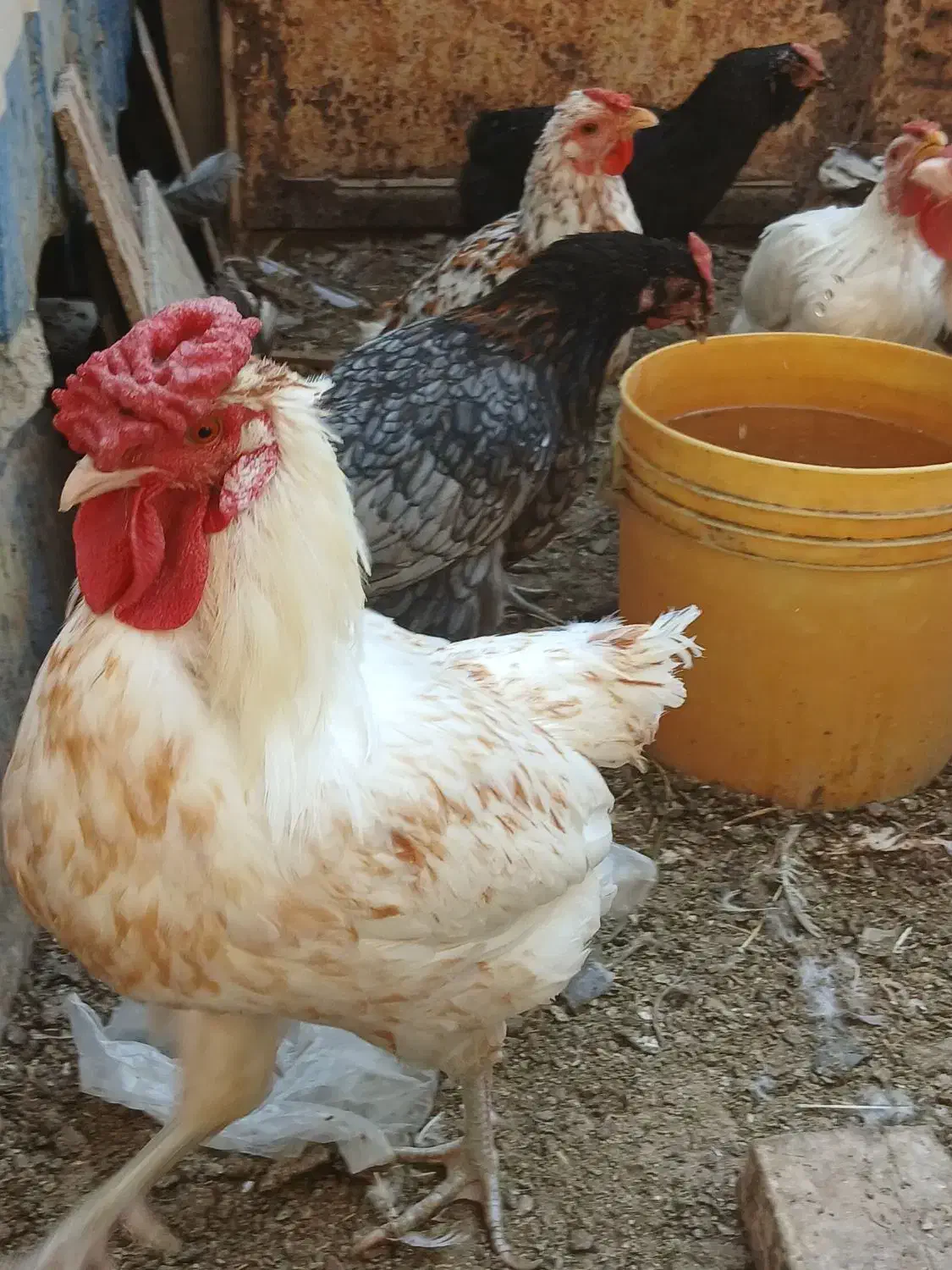 دو قطعهٔ خروس گلین داشتی وکشتی دونه ای ۳۵۰ تومان|حیوانات مزرعه|خمینی‌شهر, |دیوار