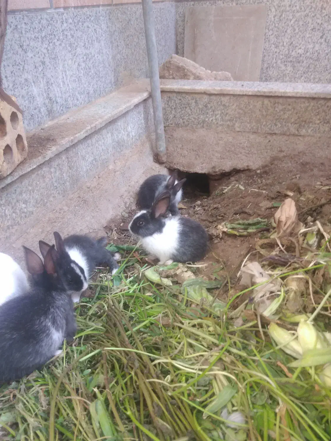 بچه خرگوش زرنگ و زیبا|موش و خرگوش|یزد, |دیوار