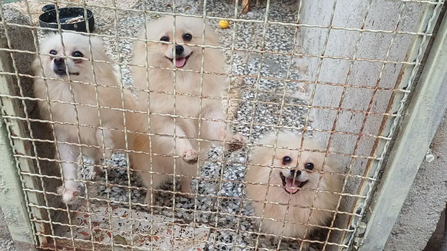 ۵ تا ماده پامرانین زیبا|سگ|ساری, |دیوار