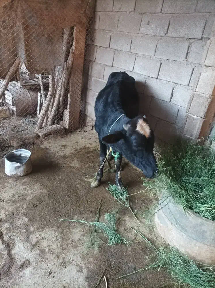 گوساله برای فروش دارم|حیوانات مزرعه|چمران, |دیوار