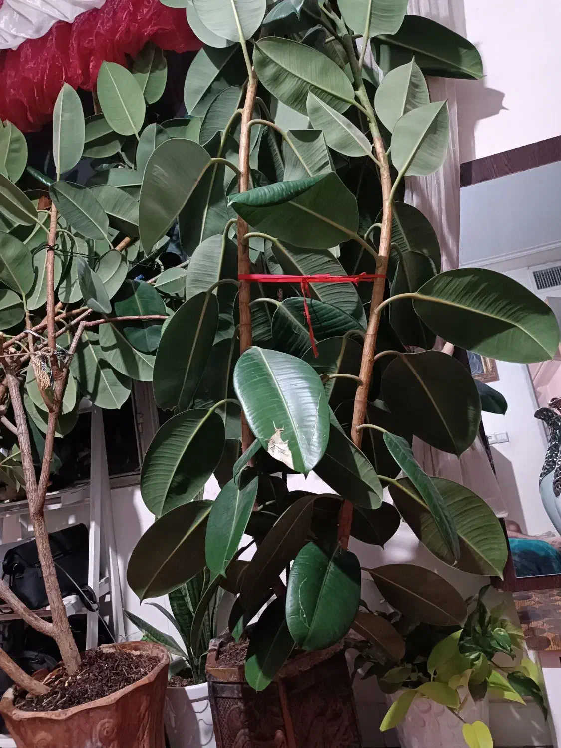 گل فیکوس چندین ساله|گل و گیاه طبیعی|محمدیه-قزوین, |دیوار