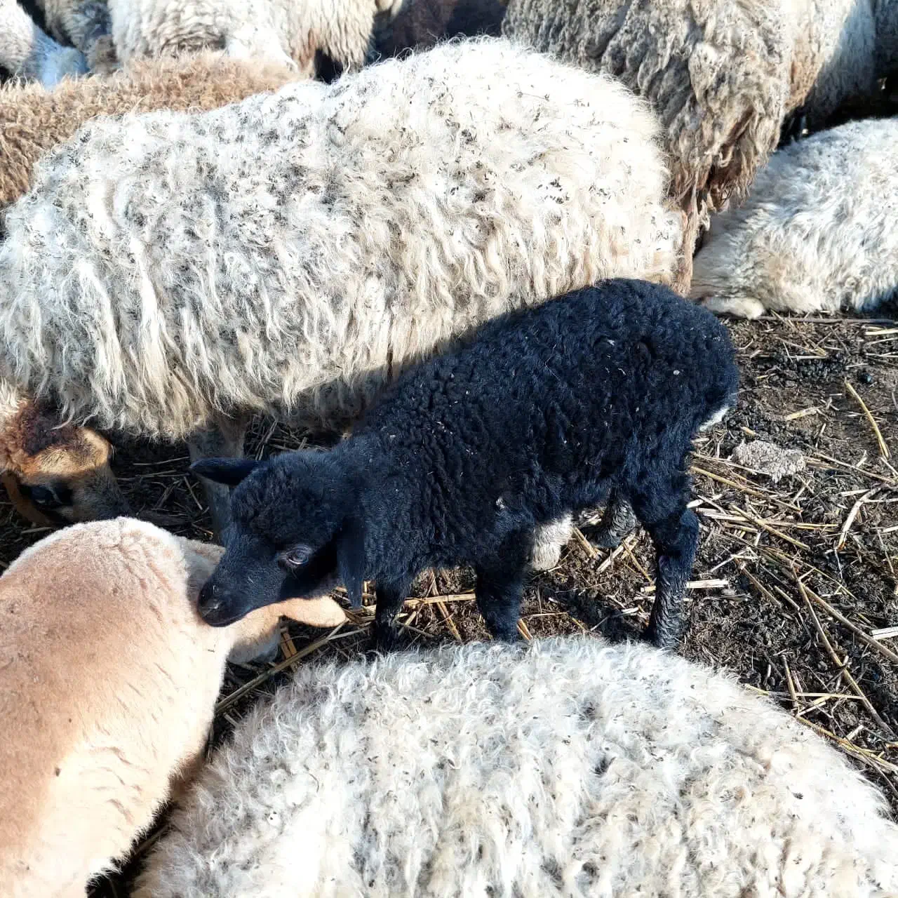 بره گوسفند نر و ماده|حیوانات مزرعه|رودسر, |دیوار