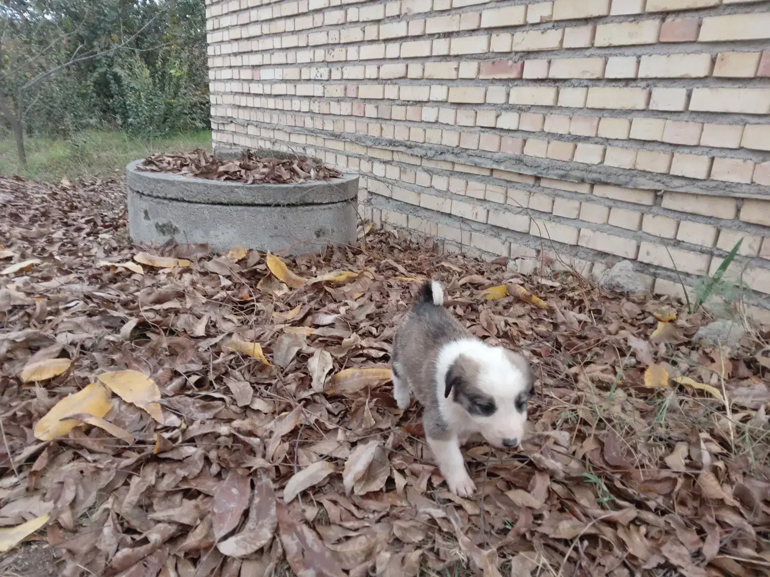 توله ی نر نژاد دار|سگ|گنبد کاووس, |دیوار