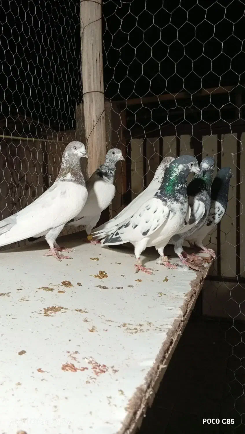 کبوتر تیدی پاکستانی|پرنده|شاهین‌شهر, کوی مهدیه|دیوار