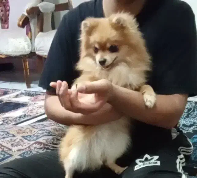 سگ پامر دوسر خرسی|سگ|شهریار, شهرک وائین|دیوار