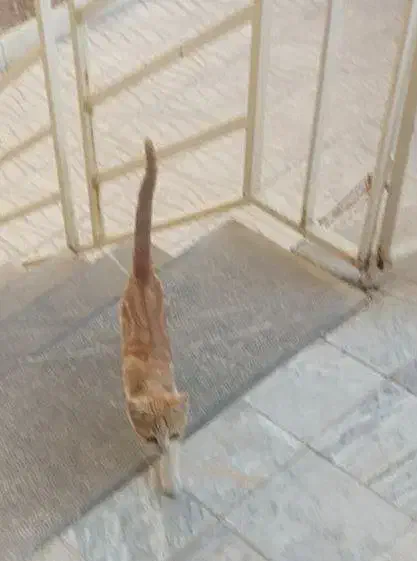 واگذاری رایگان توله گربه شش ماهه|گربه|اراک, |دیوار