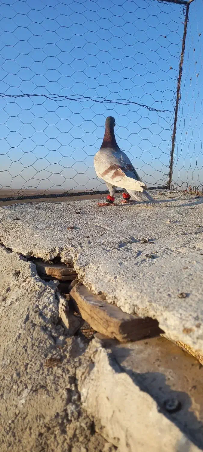 اوقون نر|پرنده|تربت جام, جامرود|دیوار