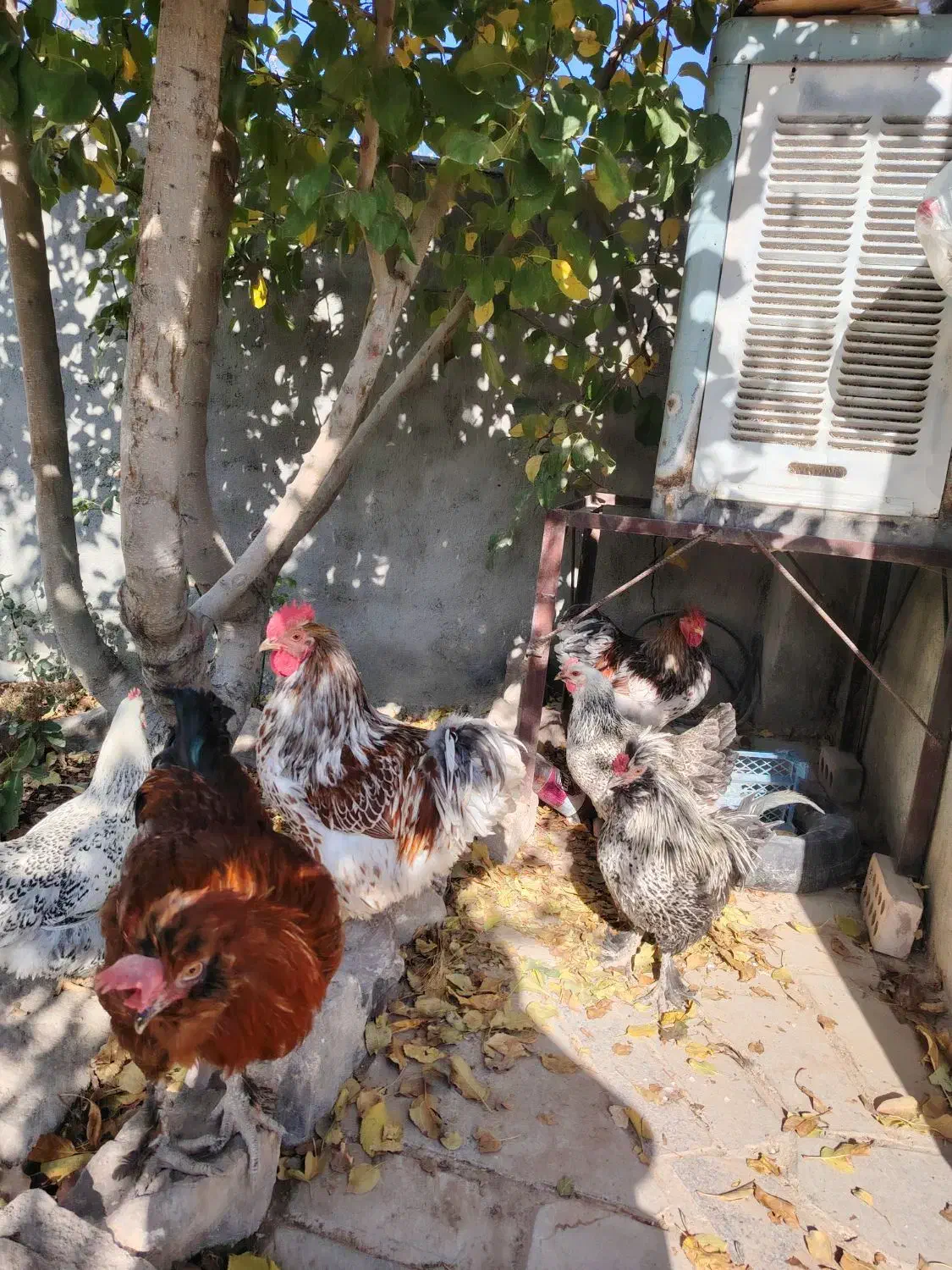 مرغ و خروس نژاد دار و زینتی|حیوانات مزرعه|مشهد, امیریه|دیوار