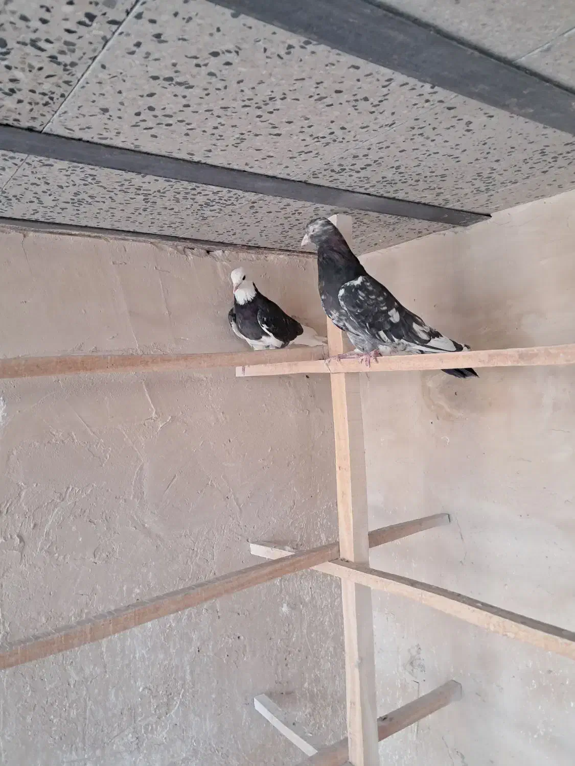 کفتر پرشی|پرنده|قم, بکایی|دیوار