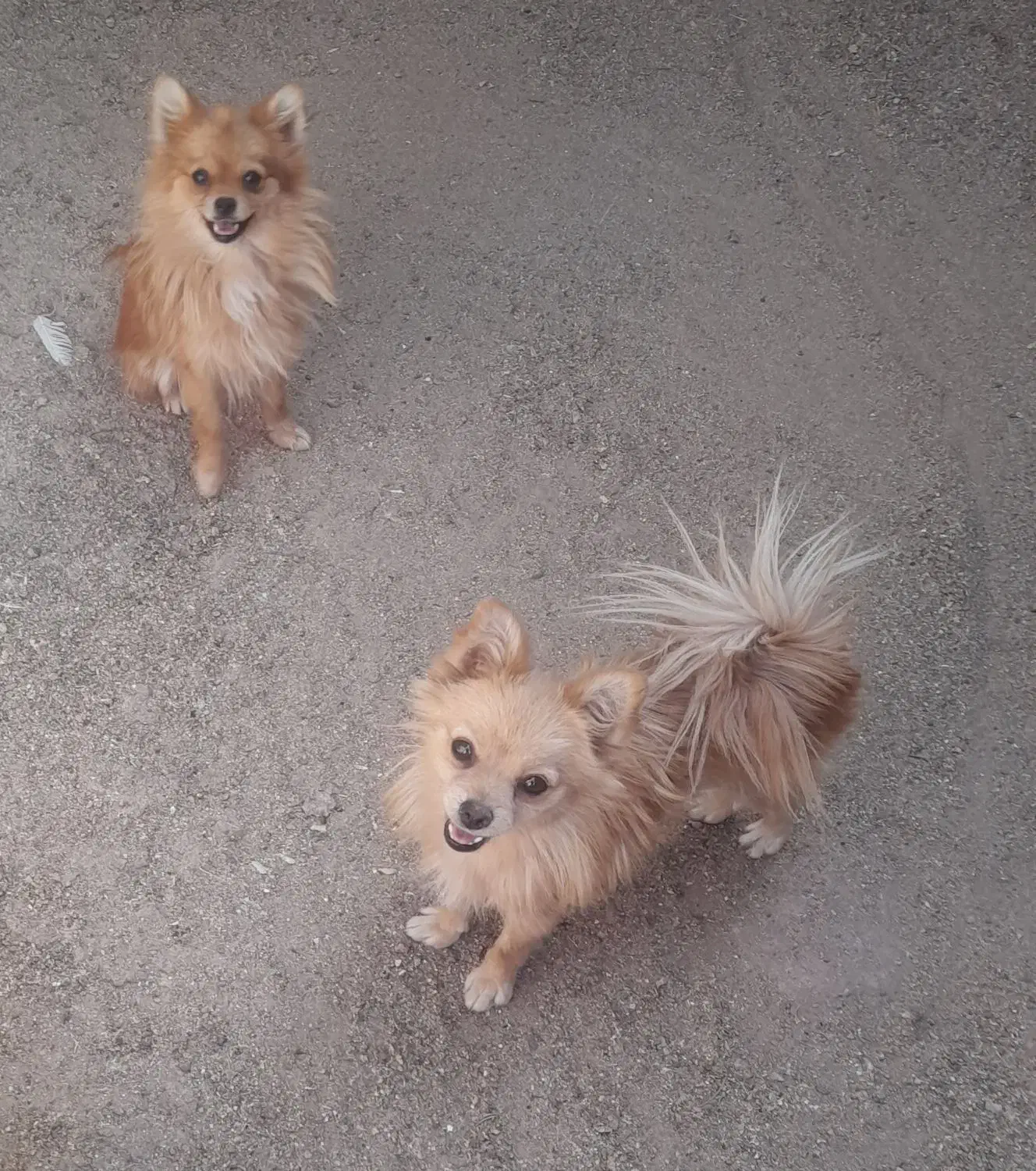 سگ پایمر روباهی|سگ|رفسنجان, |دیوار