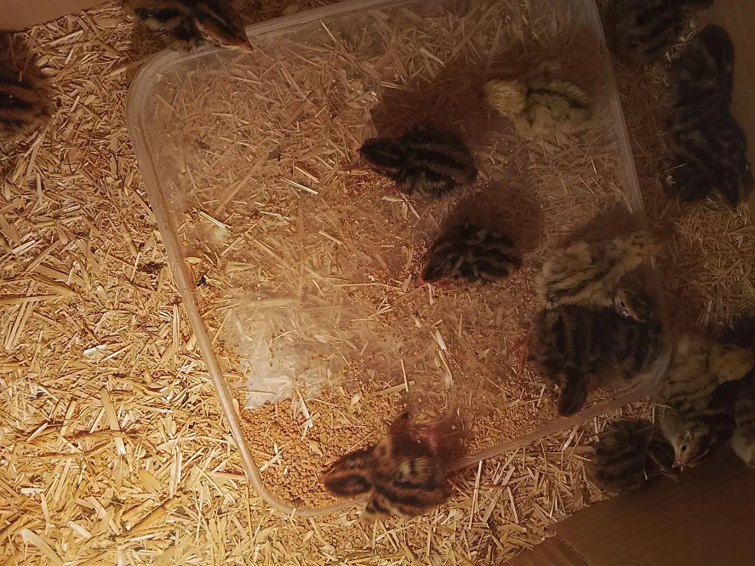 بلدرچین|حیوانات مزرعه|مرودشت, فرهنگ|دیوار