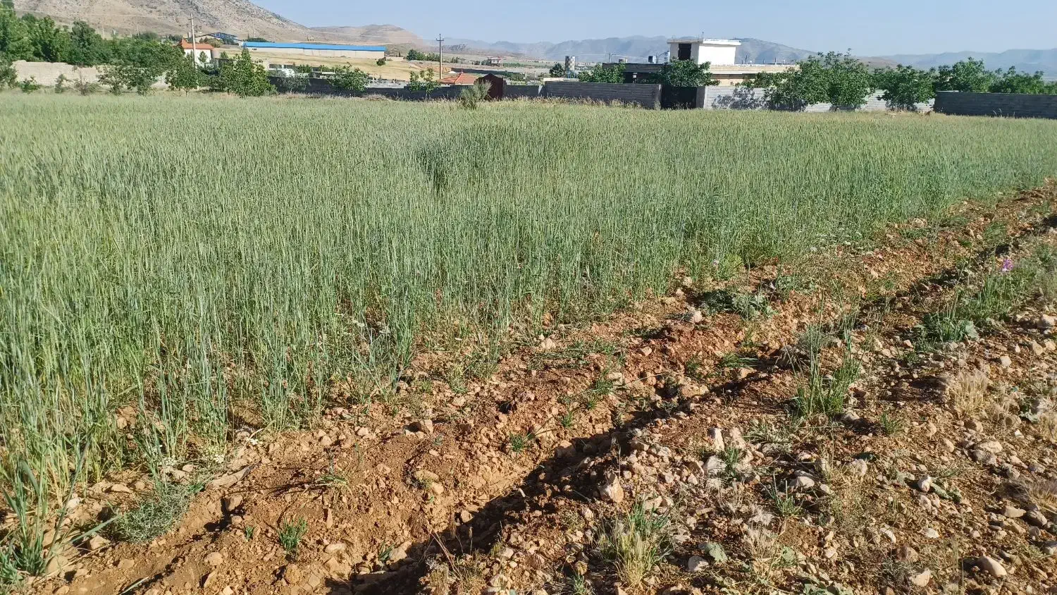 زمین بکر  سپیدان  هماشهر  تیس خانی|فروش زمین و ملک کلنگی|همایجان, |دیوار