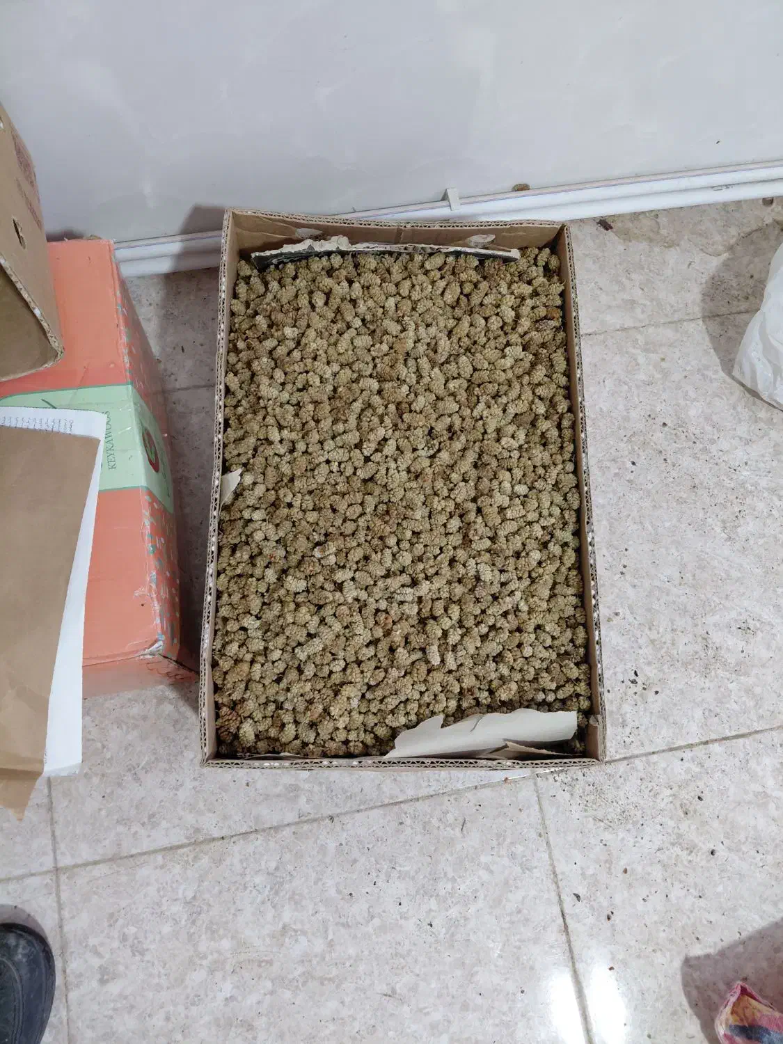 توت خشک سفید ودرشت|خوردنی و آشامیدنی|پاوه, |دیوار