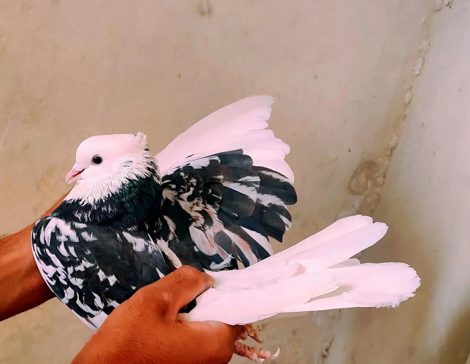 مایه کفترهای بعدازظهری کاشان|پرنده|کاشان, میدانگاه آقا|دیوار