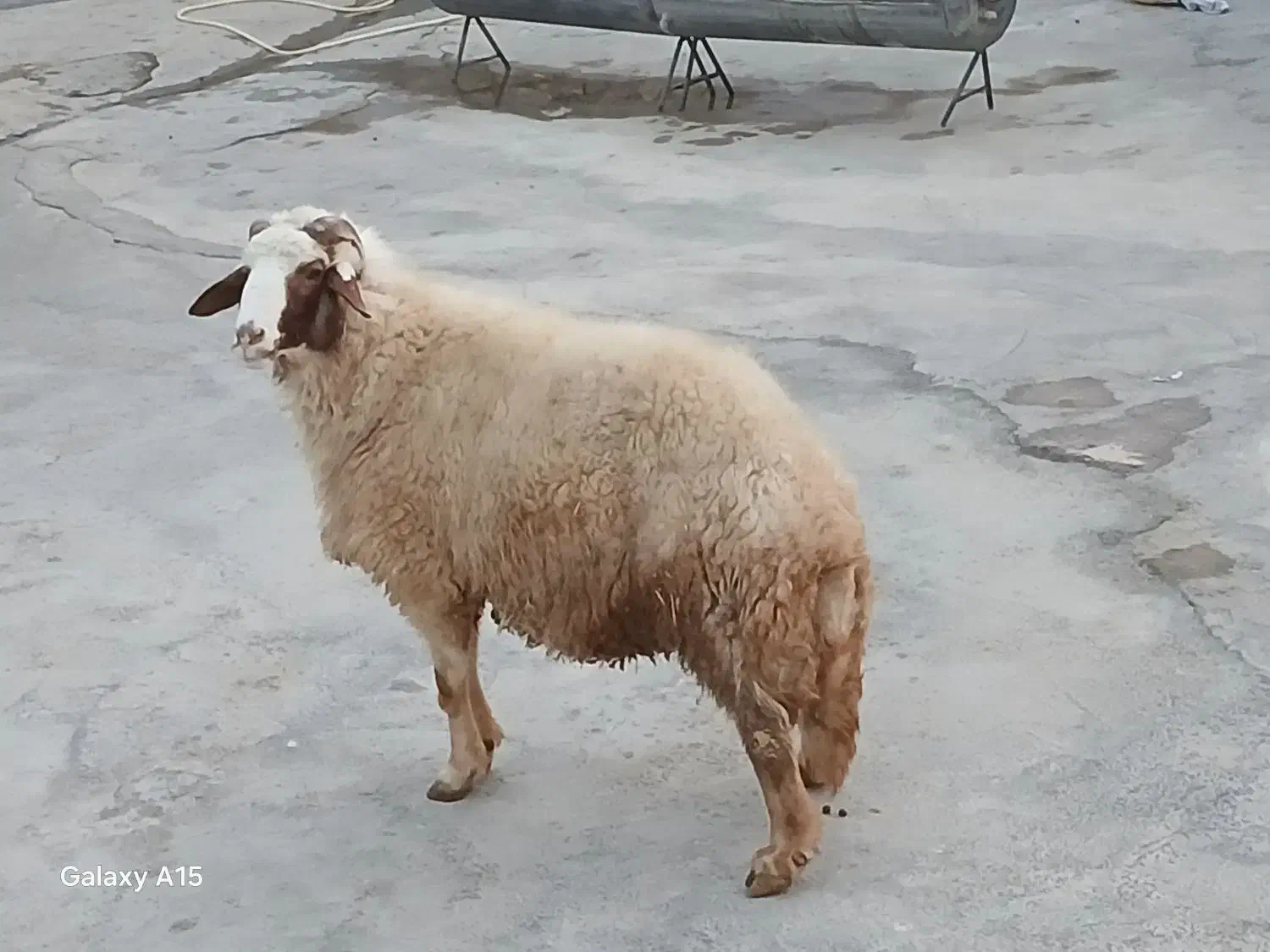 یک عدد قوچ سنجابی|حیوانات مزرعه|کرمانشاه, |دیوار