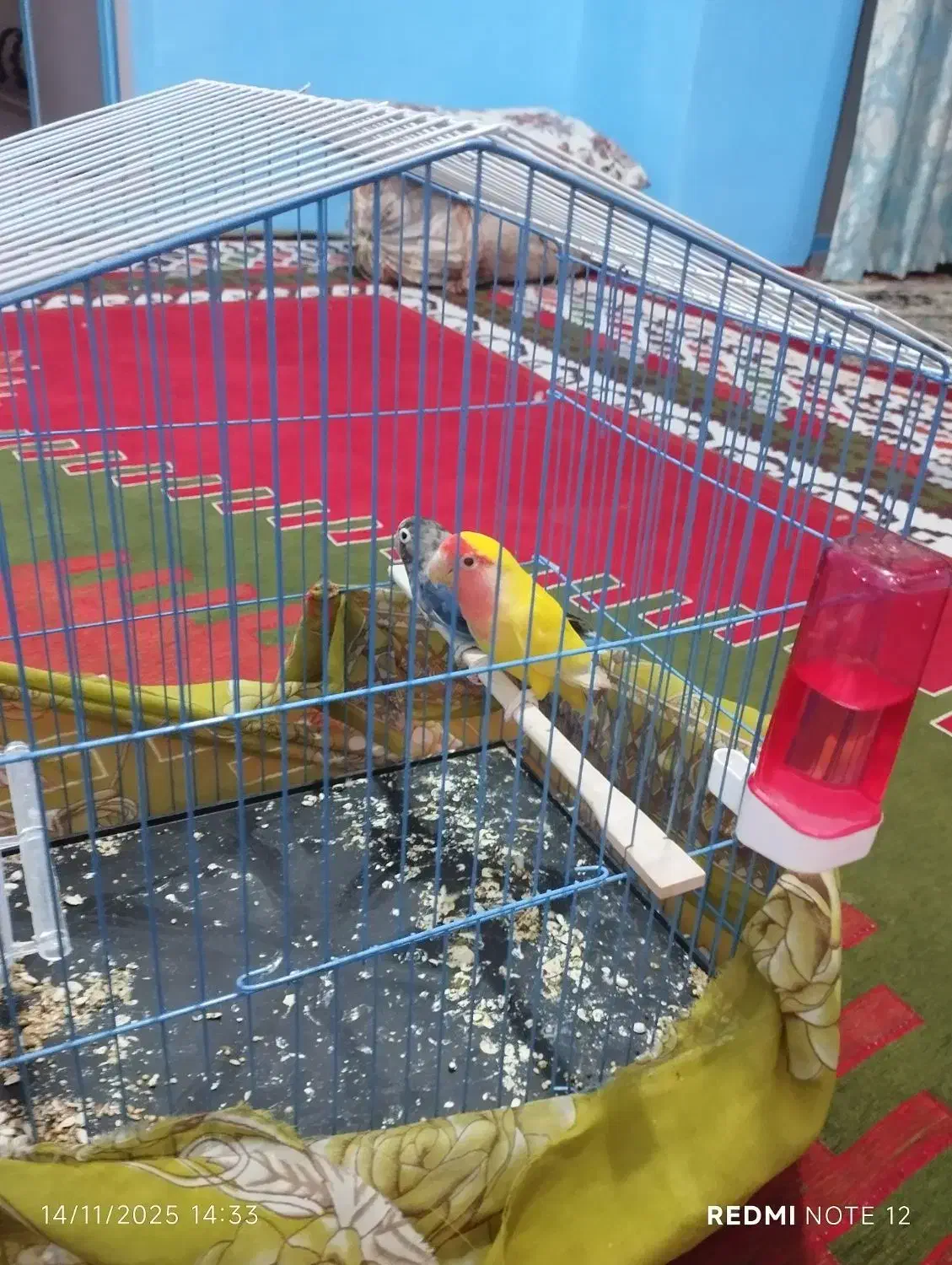 دو عدد طوطی کوتوله|پرنده|سراوان, |دیوار