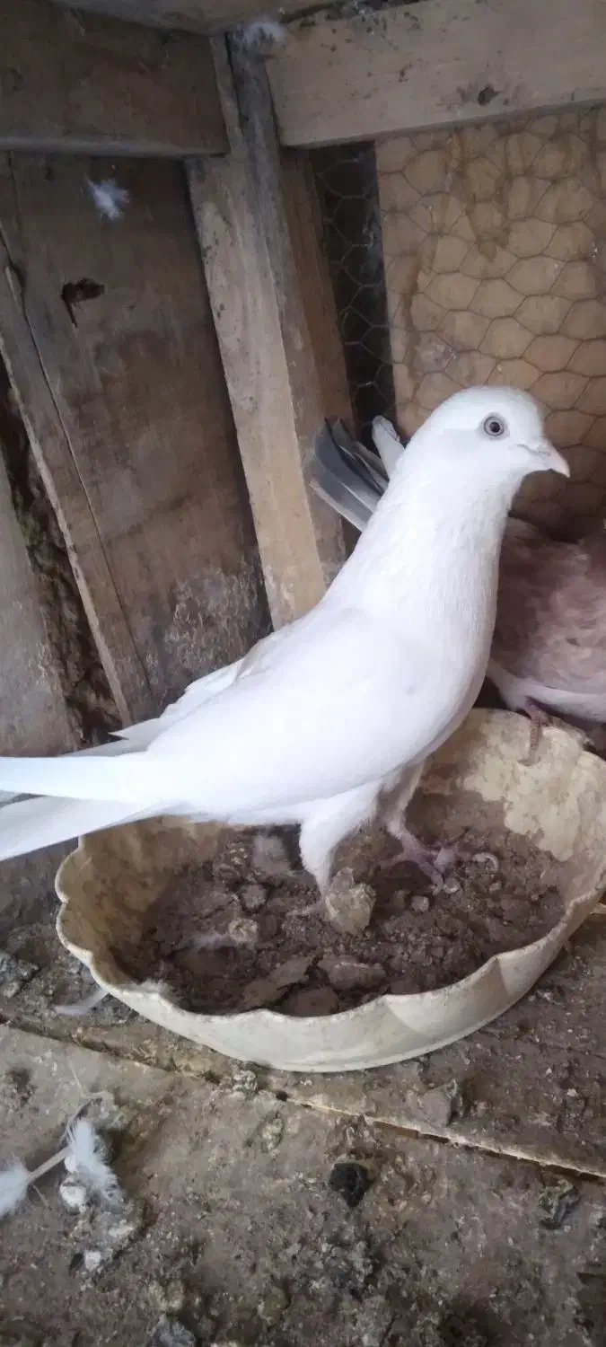 کفتر پرشی به شرط|پرنده|خزل, |دیوار