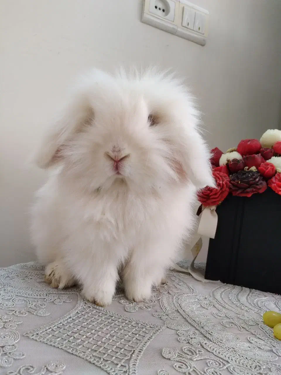 خرگوش ماده اصیل و اسباب بازی خرگوش|موش و خرگوش|مشهد, تربیت (صدف)|دیوار