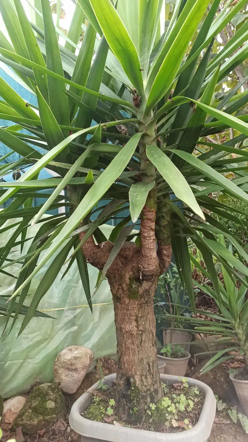 یوکا|گل و گیاه طبیعی|رحیم‌آباد, |دیوار