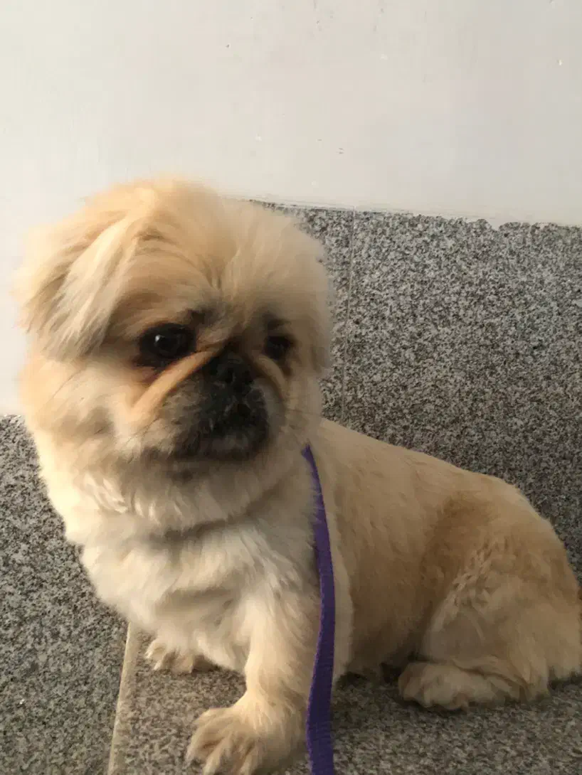 سگ پیکینیز امپریال|سگ|رودهن, |دیوار